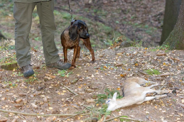 Hunting dog with hunter in forest