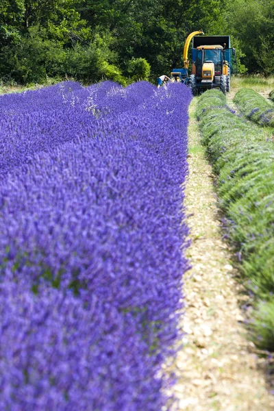 Lavender harvest, Rhone-Alpes