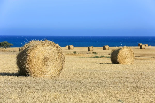 Hay rolls on summer field