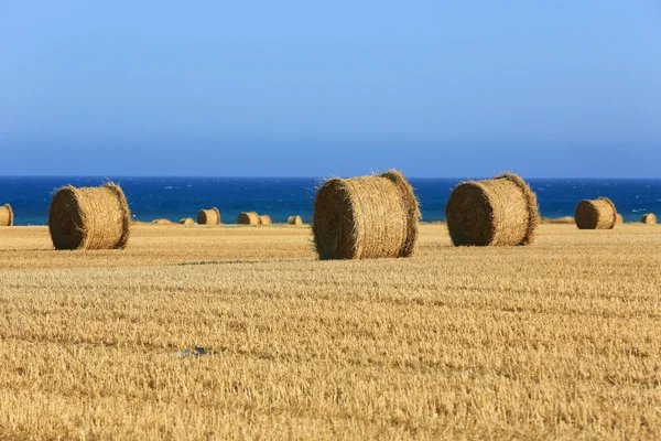 Meadow with hay rolls