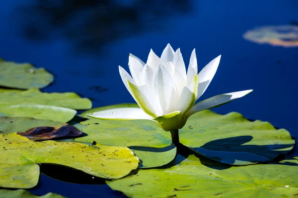 White water lily flower