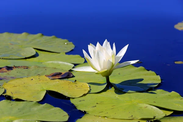 Lily flower in lake water