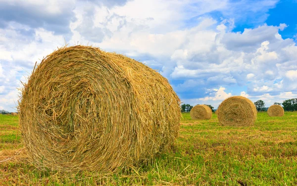 Hay rolls on field