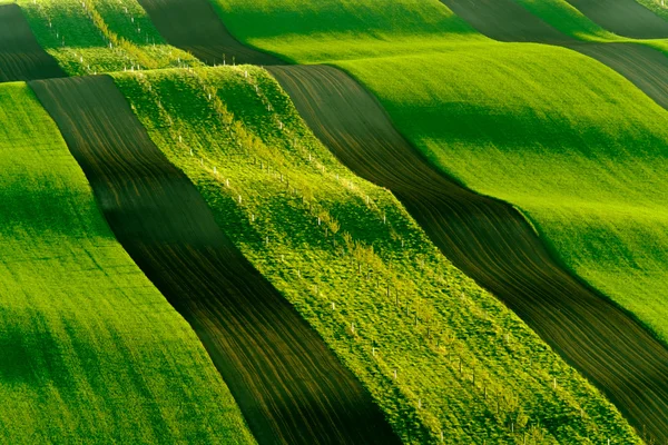 Green wavy hills in South Moravia, Csezh Republic