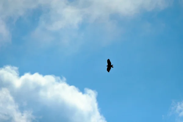 Predator bird in the sky