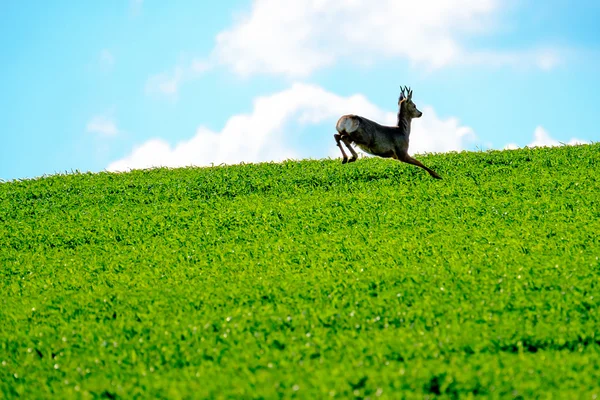 Deer jumps in a field