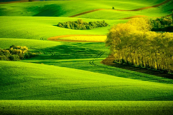 Green wavy hills in South Moravia