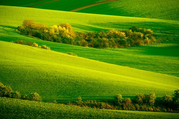 Green wavy hills in South Moravia