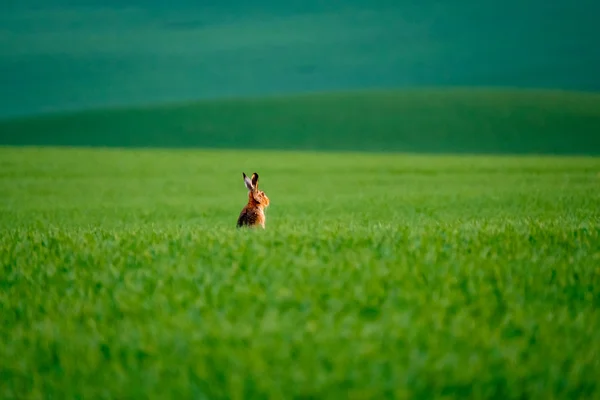 Wild hare in the green field