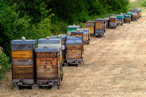 Beehives in Provence at France