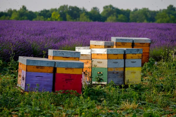 Beehives in Provence at France