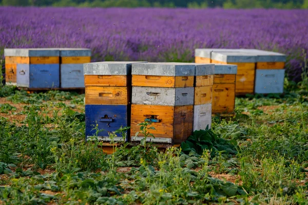 Beehives in Provence at France