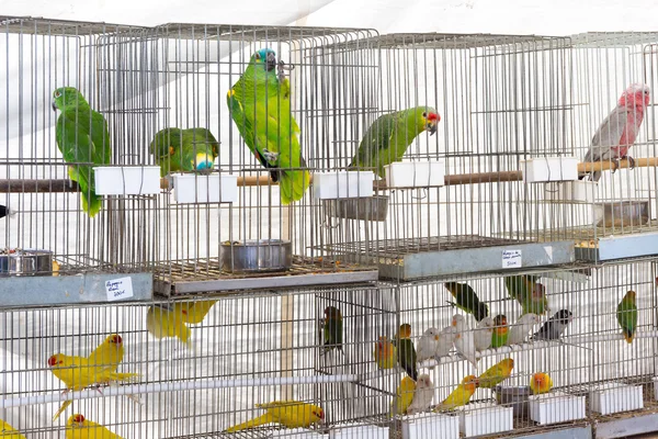 Parrots for sale