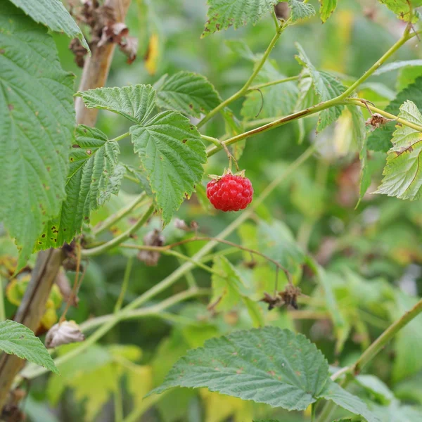 Raspberry plant in summer