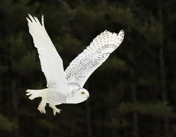 Gliding Snowy Owl