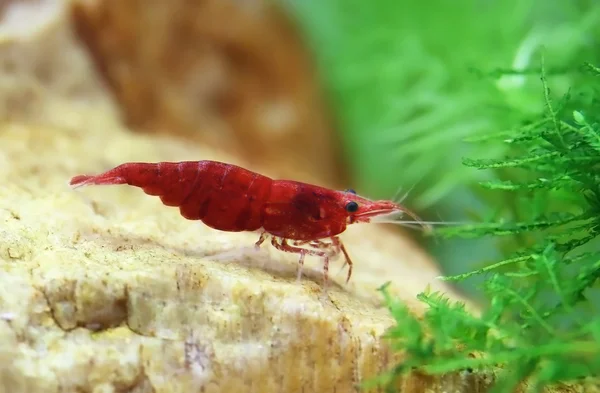 Female cherry shrimp