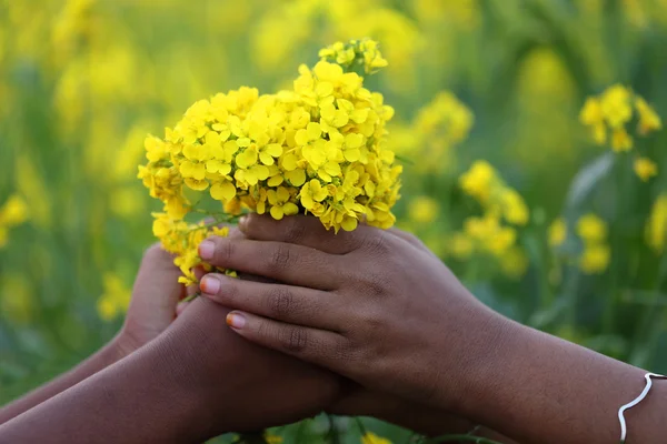 Hands holding mustard flower