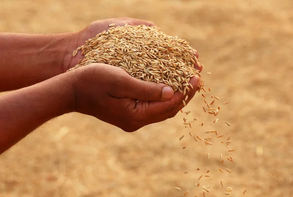 Hands holding golden paddy