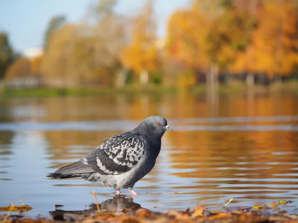 Dove gray on the lake