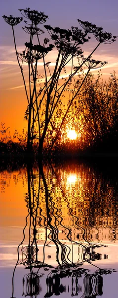 Grass in the sunset above water with reflection