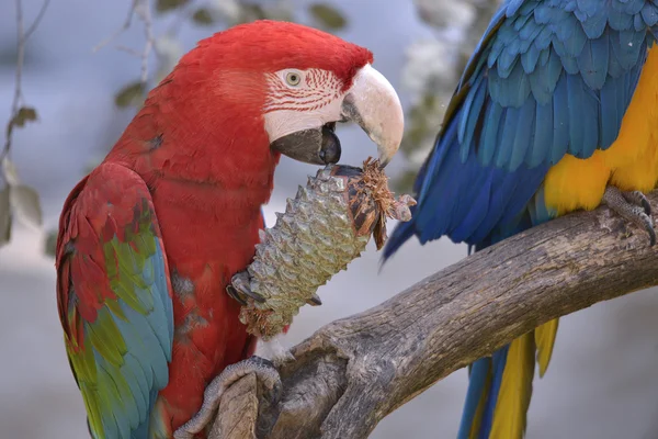 Green-winged macaw eating pine cone