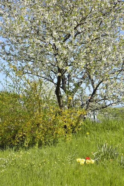 Flowery spring nature