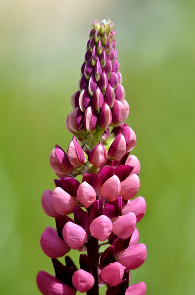 Flowers purple lupin