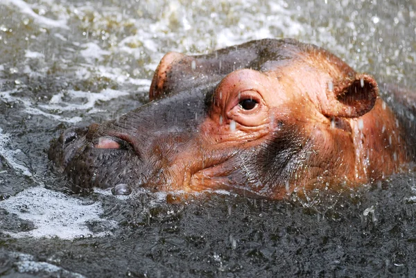 Young hippopotamus in water