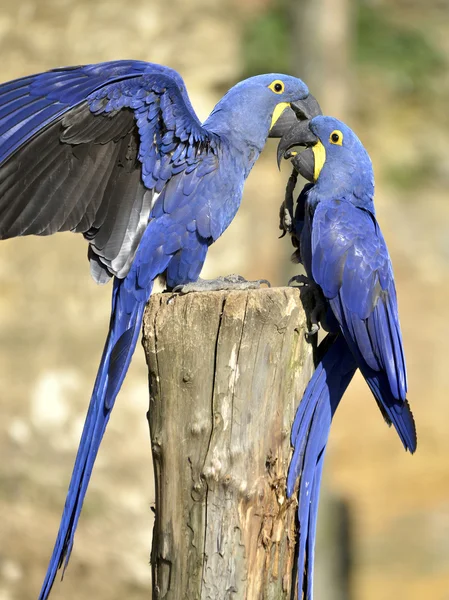 Two Hyacinth macaws