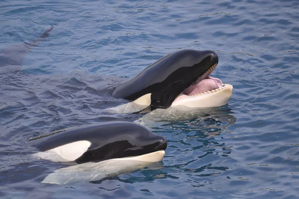 Two killer whales