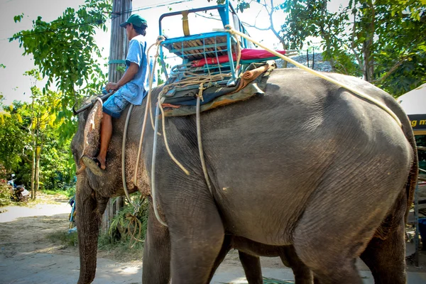 KOH SAMUI, THAILAND 2 april 2013, Thai man riding elephant with his baby in Samui jungle