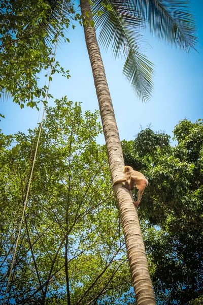 Monkey climbs on a tree to reap crop of cocoes