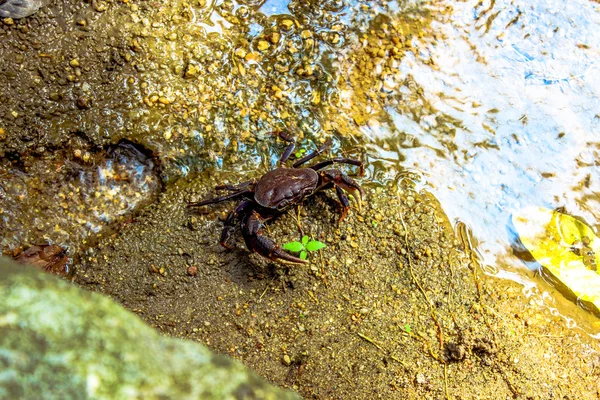 Crab on the sand in water