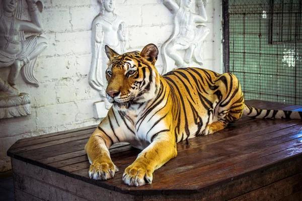 Female tiger sitting on the table and posing for camera.