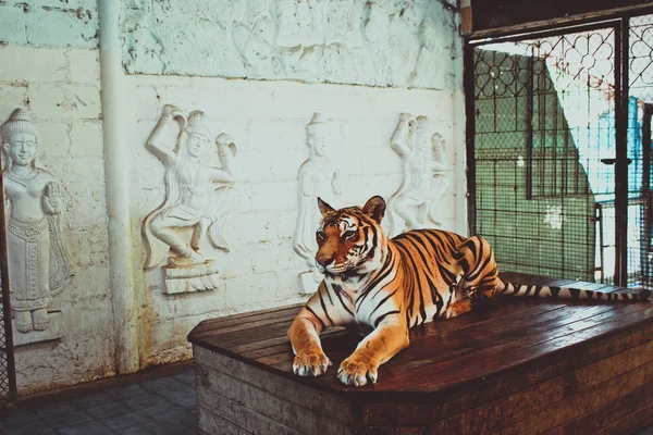 Female tiger sitting on the table and posing for camera.
