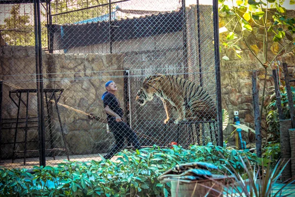 THAILAND KOH SAMUI 8 APRIL 2013 fire show tigers in the zoo on Samui