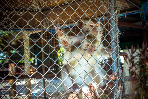 Two monkeys in cage of zoo