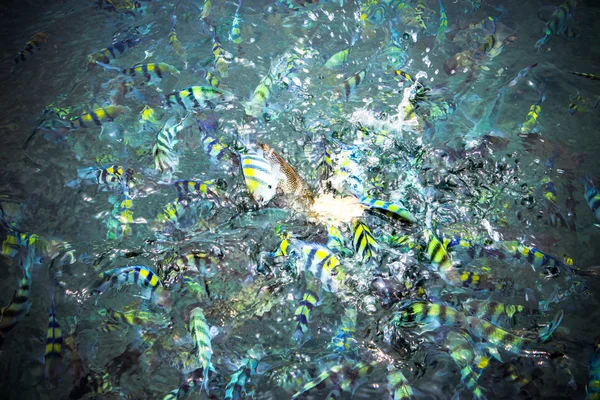 Underwater close up of hungry striped fish eating bread in Andaman sea