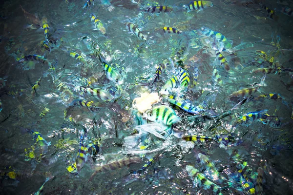 Underwater close up of hungry striped fish eating bread in Andaman sea