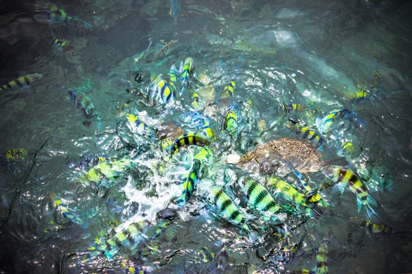 Underwater close up of hungry striped fish eating bread in Andaman sea