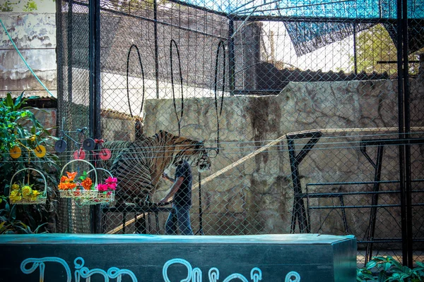 Fire show tigers in the zoo on Samui