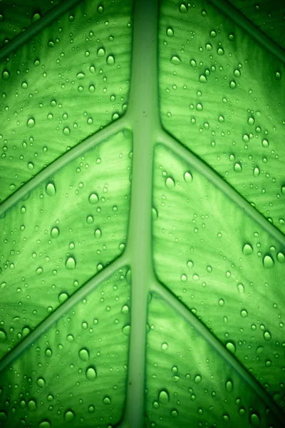 Rain drops on green leaf. Macro shoot