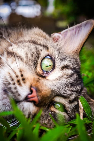 Maine Coon black tabby cat with green eye lying on grass. Macro