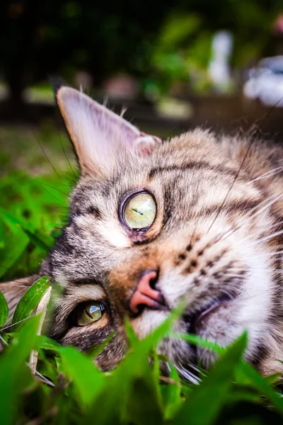 Maine Coon black tabby cat with green eye lying on grass. Macro