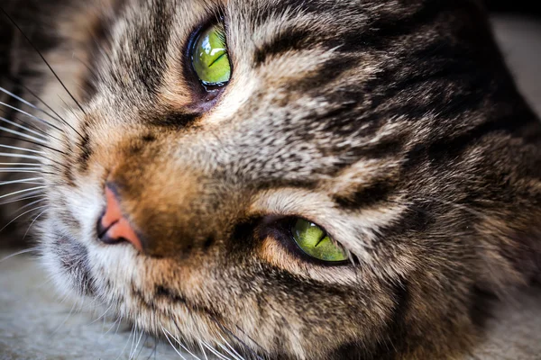 Closeup of Maine Coon black tabby cat with green eyes. Macro