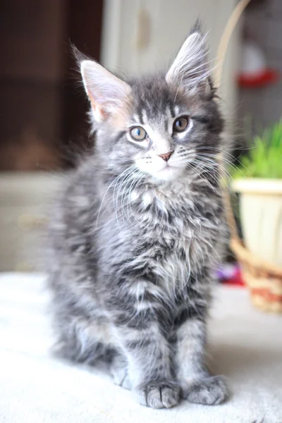 Blue tabby color Maine coon kitten plays at grass