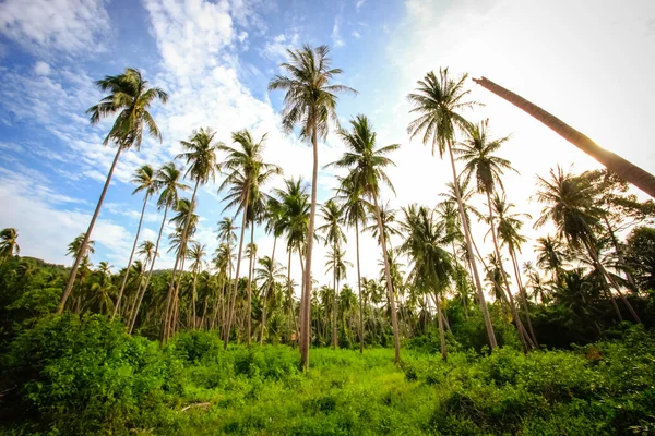 Palm trees garden against blue sky background on Koh Samui. Thailand.