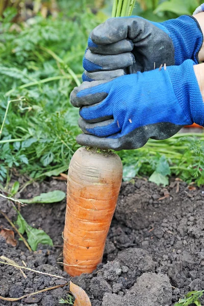 Hands pulled a large carrot