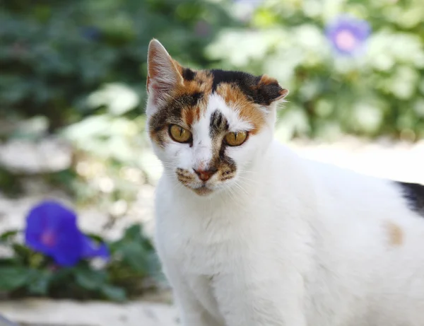 Cat in the garden