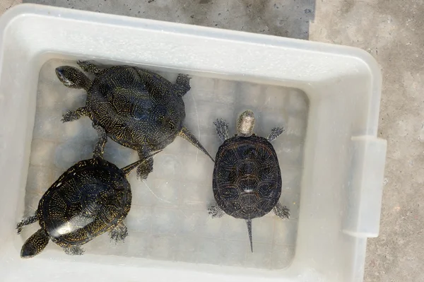 Turtle in Plastic Tub